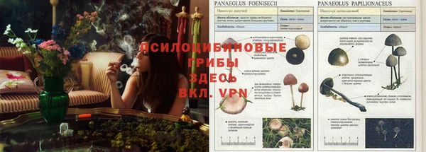 сатива Горнозаводск